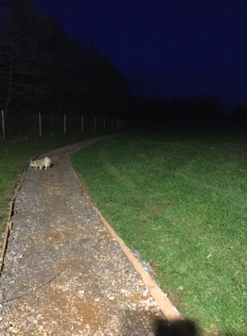 The pathway in the floodlights